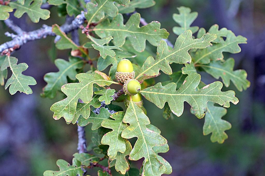 Gambel Oak, Quercus gambelii Drug: (Navajo, Ramah) Decoction of root bark used for postpartum pain. Decoction of root bark used as a cathartic. Leaves used as a ceremonial emetic.