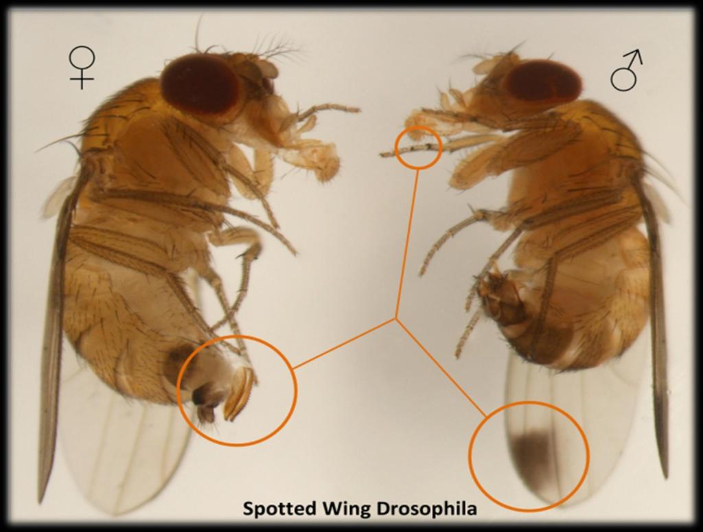 How to Identify SWD Flies with no dots on wings could be: FEMALE MALE SWD females Native