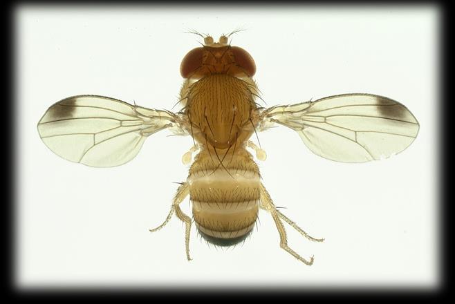 Significance Unlike other fruit flies, SWD attacks sound