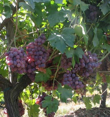 sugar, color). Thirty-eight clusters per vine.
