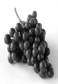 Harvesting & Ripening Prtland Fruit Tree Prject Ripening, Harvesting, & Tree Care Guide Fruit Type: GRAPE Vitis vinifera, Vitis labrusca, Vitis riparia, Vitis rtundiflia The best way t tell if a