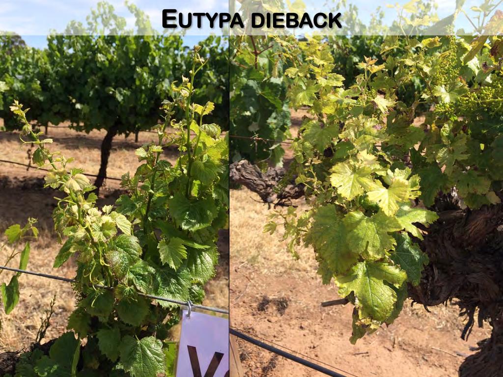 Some of the trunk diseases have diagnostic leaf symptoms. For example, Eutypa dieback causes stunted shoots. The leaves are yellowed and deformed.