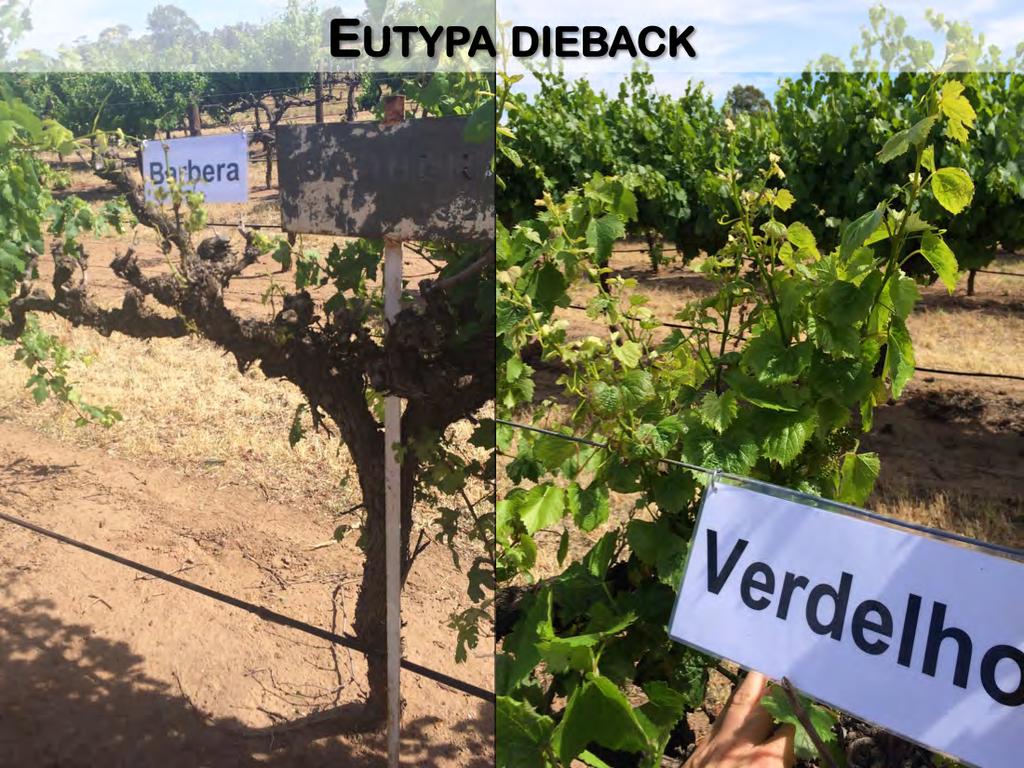 There are differences in cultivar susceptibility to Eutypa dieback.