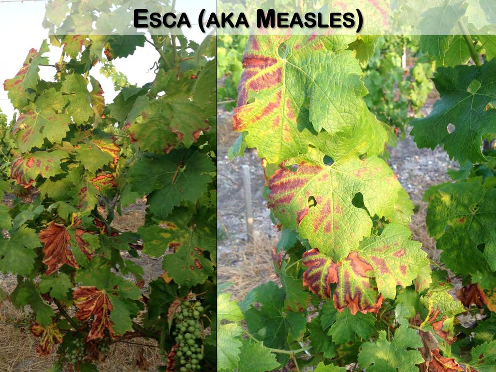 The other trunk disease with diagnostic leaf symptoms is Esca. It causes an interveinal necrosis, which appears typically in late June.