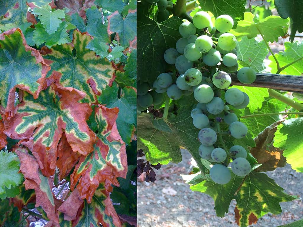 This is a white cultivar, Sauvignon blanc. In the white cultivars, you see a yellow outline surrounding the necrotic tissue (left). Also, you can see spots (measles) on the fruit (right).