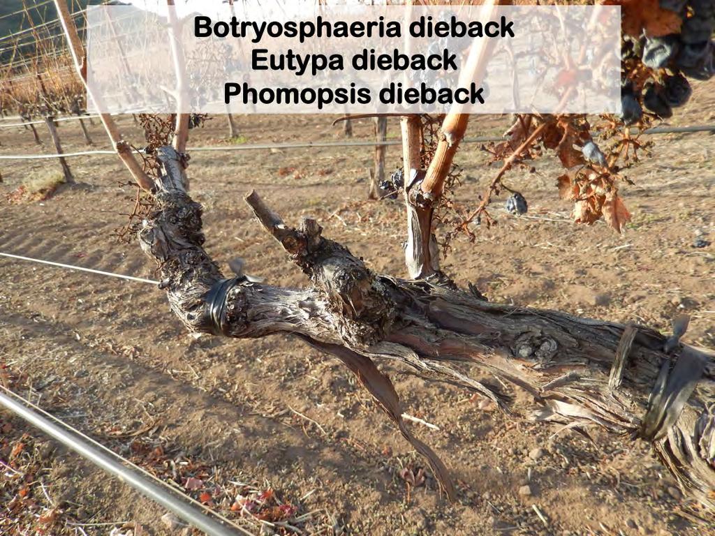 The dieback-type diseases kill spurs, which is one of the most apparent canopy symptoms of trunk