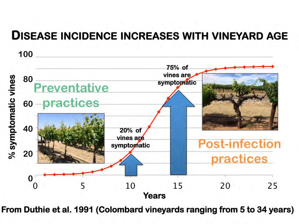 Typically disease incidence increases as a vineyard matures, when you have conditions that are favorable for disease establishment and spread, such as a susceptible cultivar, high pathogen pressure,