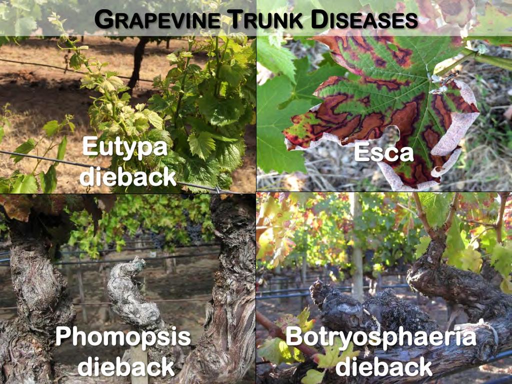1 st for some background on the study system. We see four main trunk diseases: Eutypa, Esca, Phomopsis, Botryosphaeria.