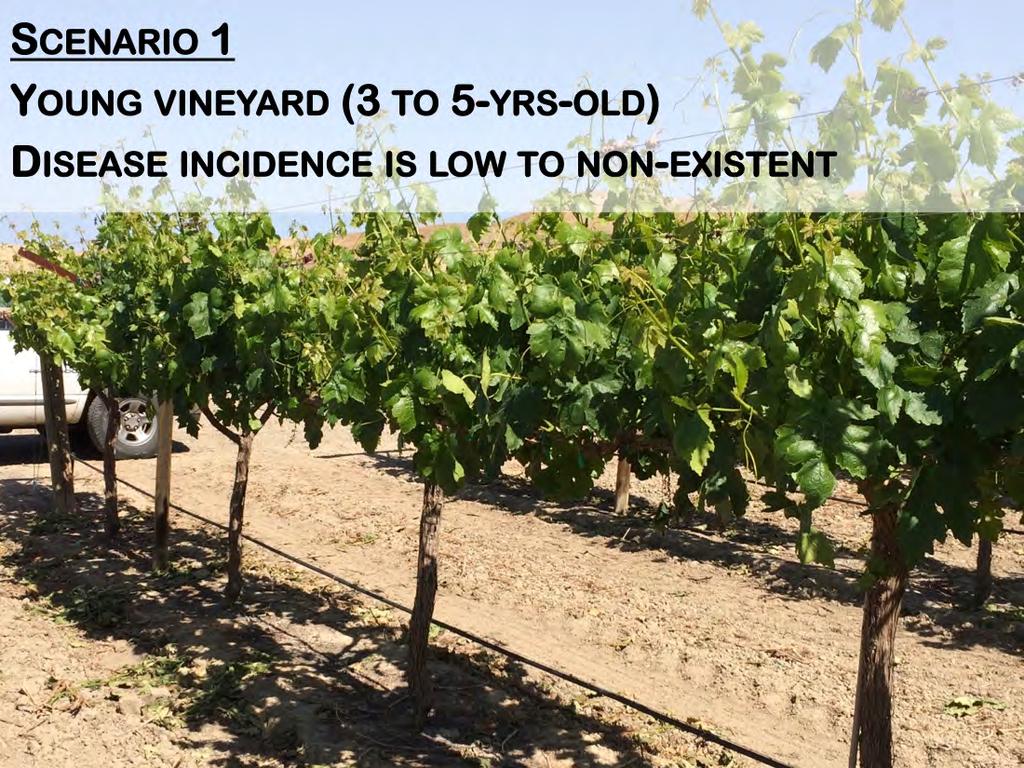 To describe the most relevant practices for the different levels of disease incidence encountered in the vineyard, I will outline a couple of scenarios.