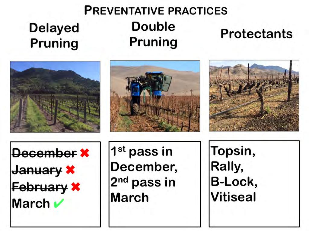 Three practices have been shown to minimize infections of pruning wounds. This includes DELAYED PRUNING, DOUBLE PRUNING, and PRUNING-WOUND PROTECTANTS.