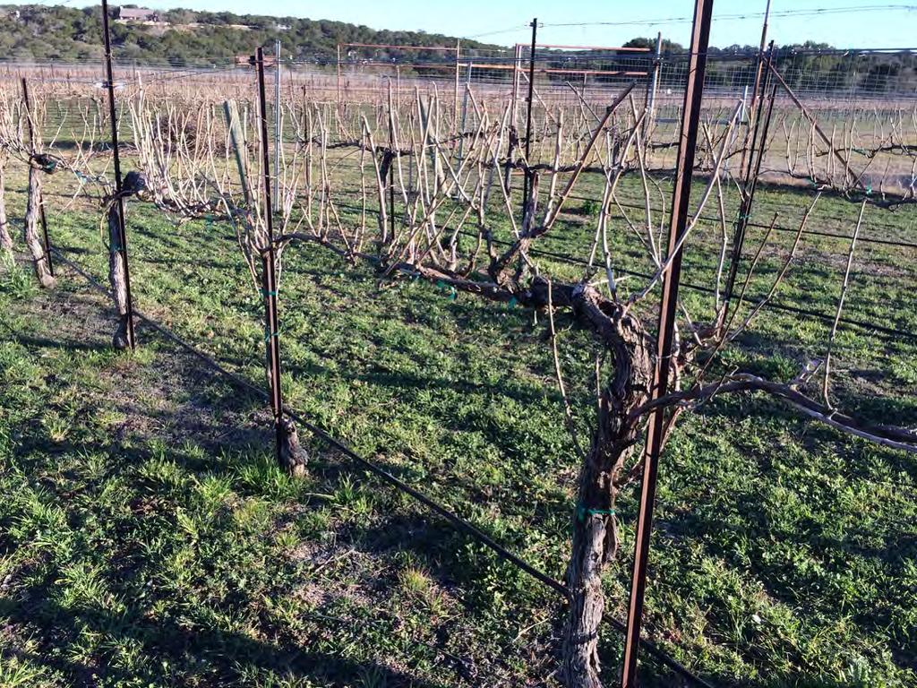 Here is a vineyard that has been pre-pruned.