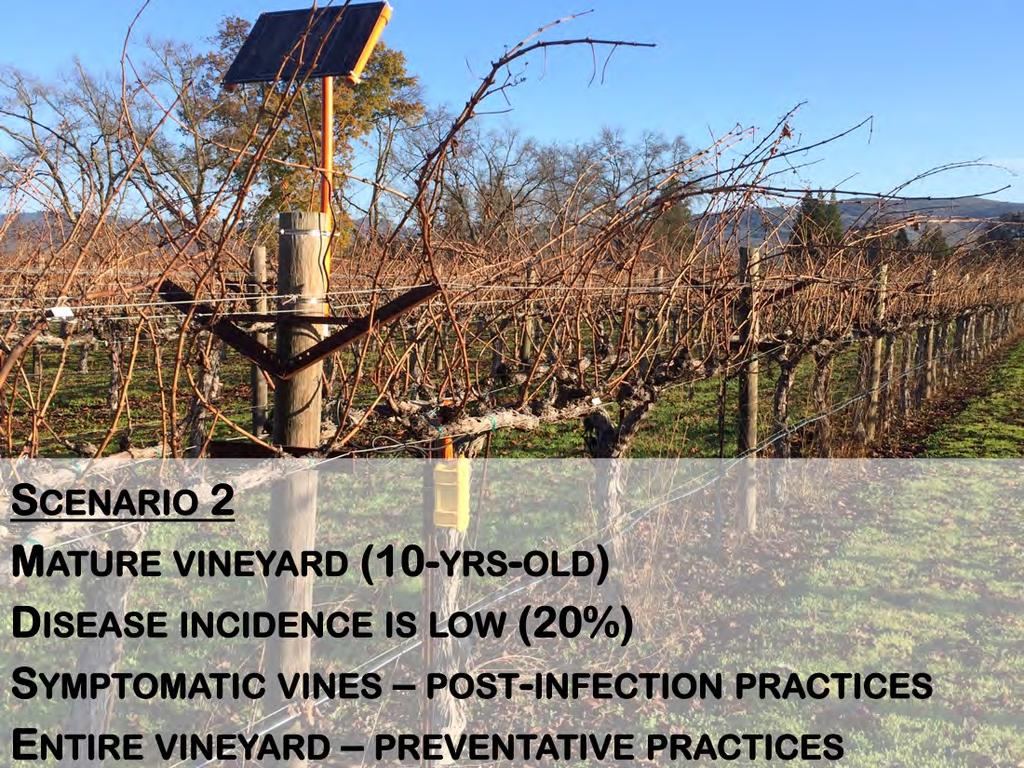 Scenario 2 is a mature vineyard, 10-years-old. There is a relatively low percentage of vines with symptoms of trunk diseases, approximately 20% of vines in the vineyard.