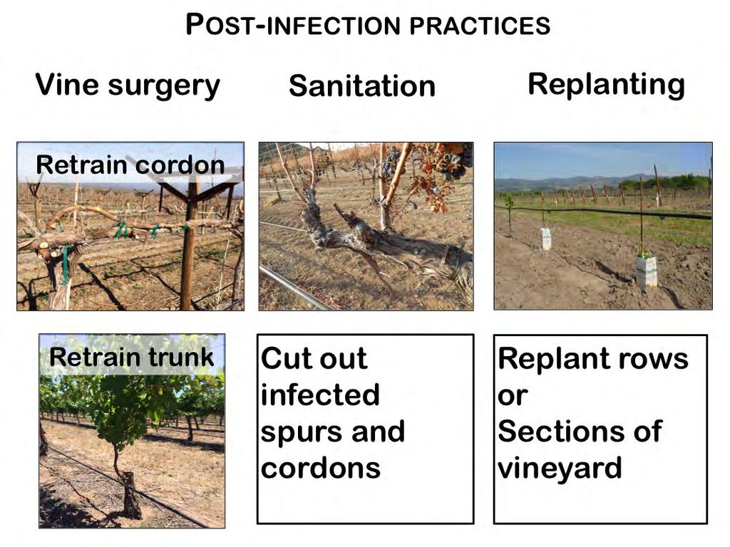 Of these post infection practices, only vine surgery has been studied, and only with respect to Eutypa dieback.