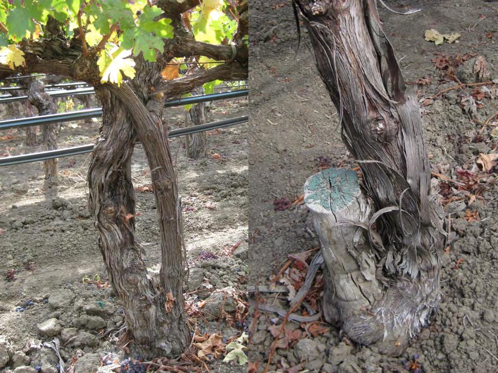 Vine surgery creates large wounds. When retraining a cordon, the wound is located at the top of the trunk, infection of which can jeopardize both new and old cordons.