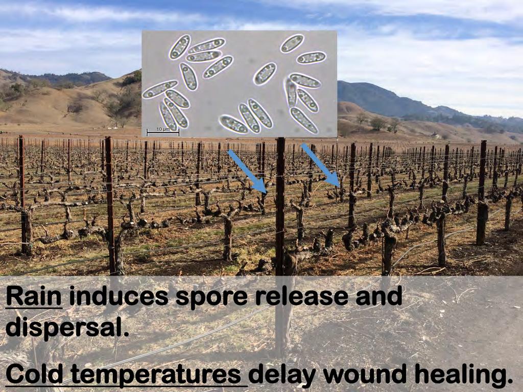 They all infect grapevines during the dormant season.