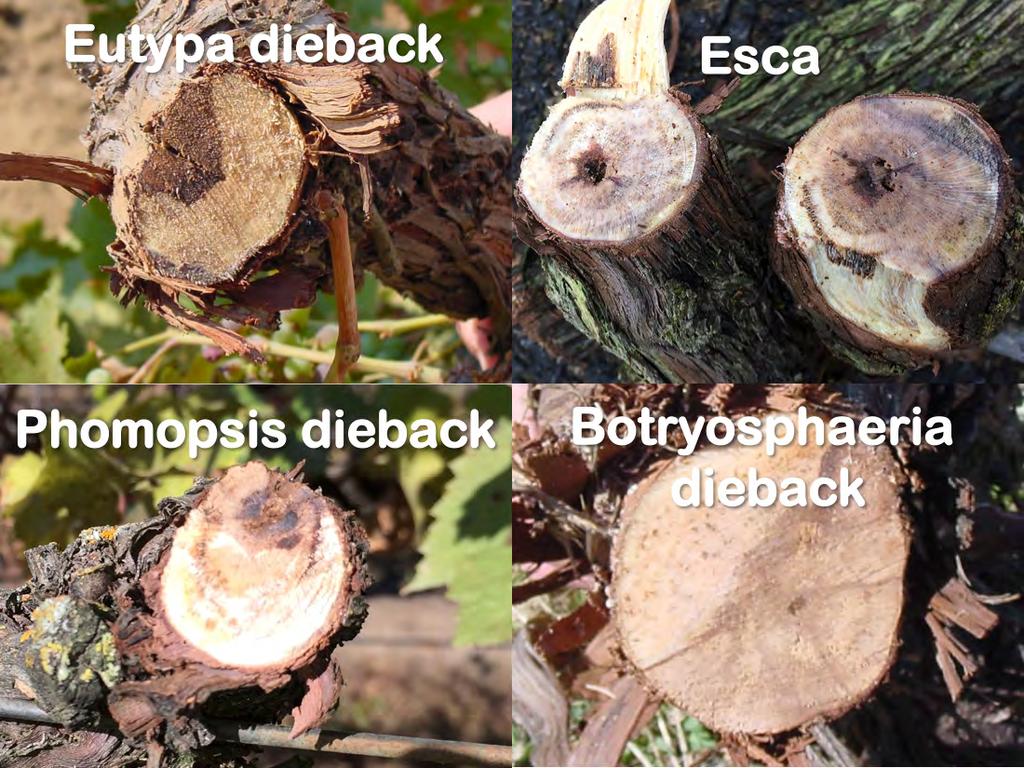 The trunk pathogens all cause chronic infections of the wood; the wood is where the pathogens reside.