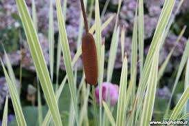 Cattail, Graceful Typha angustifolia 4" Pot $8.95 Tall slender leaves. Narrow brown 8" Pot $17.95 catkins in late summer. 2 gallon. $23.