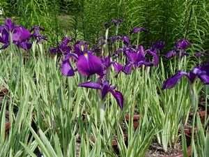 Iris, Japanese Variegated Iris kaempferi Variegata 4" Pot $13.95 Narrow, green & white foliage 8" Pot $22.