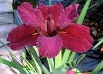 Iris, Red Iris fulva 4" Pot $10.95 Narrow green leaves producing a 8" Pot $19.95 coppery red flower in mid spring.