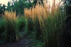 Fescue Hardy, longer-lived selection with silver-blue leaves.