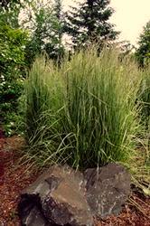 Height: 10-12 Inches Spread: 10-12 Inches Calamagrostis acutiflora Karl Foerster Feather Reed Grass
