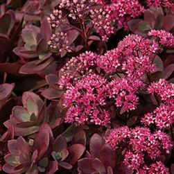 Height: 10-14 in Sedum telephium 'Autumn Charm' Light green leaves, with