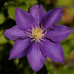Height: 20-25 ft Spread: 20-25 ft Clematis Vancouver Mystic Gem Super