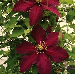 Vines - Tepees/Trellis Clematis x Niobe Compact vine with 6-inch, deep-red flowers. Free flowering from late Spring through early Autumn.