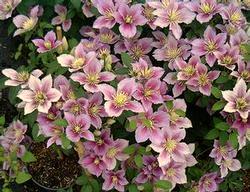compact growth habit has flowers that flush a soft pink to a clear, light yellow, and bloom throughout the Summer.