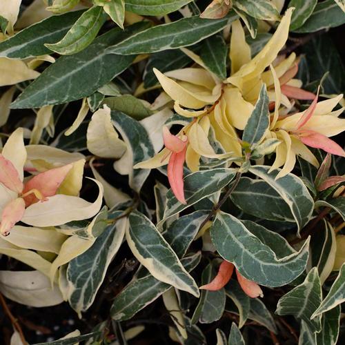 this vine with a compact, dense growth habit. Suitable for smaller garden and patio containers. Evergreen in milder zones.