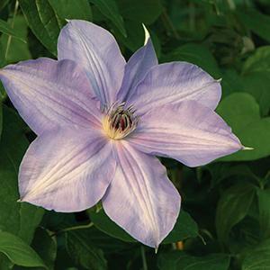 Height: 5-6 ft Clematis x Piilu Little Duckling full centers of ruffled petals, while new growth presents large pink single blooms marked