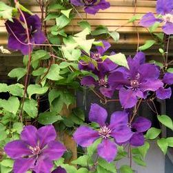 Height: 20-30 ft Zone: 3 Spread: 15-20 ft Clematis x Ramona Large mid-blue flowers with contrasting dark red anthers.