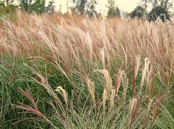 Height: 4-5 Feet Spread: 3-4 Feet Pennisetum alopecuroides 'Hameln' Dwarf Fountain Grass Compact