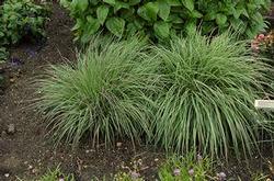 more consistant  Height: 2-4 ft Zone: 3 Pennisetum alopecuroides 'Burgundy Bunny' Dwarf Fountain
