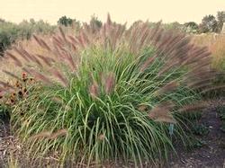 Height: 2-3 Feet Zone: 6 Spread: 2-3 Feet Pennisetum orientale Karley Rose Fountain Grass Smoky