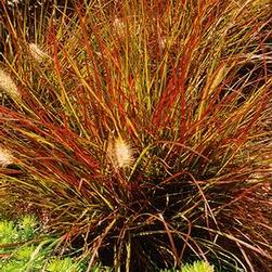 Miscanthus sinensis Gracillimus Maiden Grass Warm season grass that is hardy, with fine green