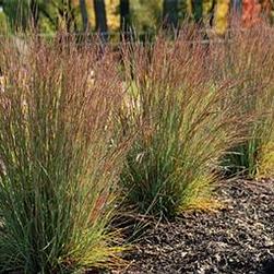 Height: 2-4 ft Zone: 3 Spread: 2-2 ft Pennisetum Red Head Long, purplish plumes. Early flowering.
