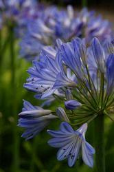 Agapanthus Blue Yonder Hardy Lily of the Nile Lovely blue-purple flowers mid-summer