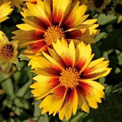 Height: 12-18 Inches Coreopsis grandiflora Golden Sphere Marigold-sized flowers.