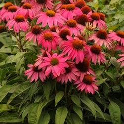 Height: 10-12 in Echinacea 'Leilani' Bright yellow flowers summer-fall.