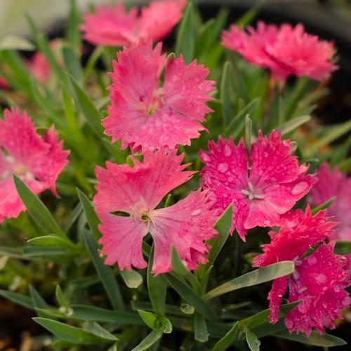 FULL SUN Height: - 2 ft Dianthus Witch Doctor Reblooming & fragrant.