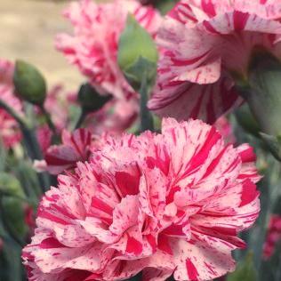 FULL SUN TO PART SHADE Height: 2-3 ft Dianthus 'Uribest52' Vivid Bright