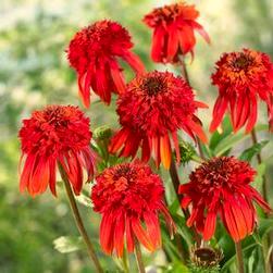 FULL SUN Height: 2-3 ft Dianthus caryophyllus Allura Red Early season