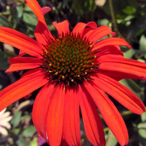 Echinacea 'Tomato Soup' Grows in full sun. Fragrant flowers all summer.