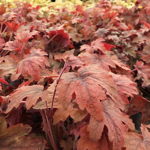 Height: - 10 in Heuchera 'Rave On' Masses of pink flowers in spring and summer. Brown-silver leaves.