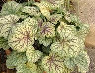 Thick, leathery red leaves. White blooms in summer. Prefers moderately well drained, organic soil.