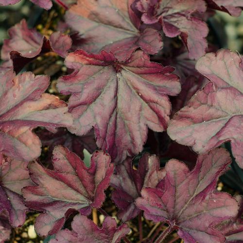 Height: 9 - in Heuchera x 'Southern Comfort' Huge cinnamon-peach leaves with creamy white flowers