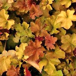 Height: 12-14 in Spread: 20-24 in Heuchera 'Lime Marmalade' Large mound of deeply-lobed and heavily