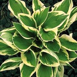Height: - 3 ft Spread: 44 - in Hosta Fire and Ice Slightly twisted foliage