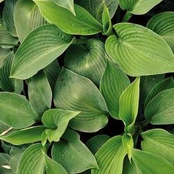 Leaves emerge light green, changing to gold centers with dark green borders.